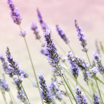 Lavender field